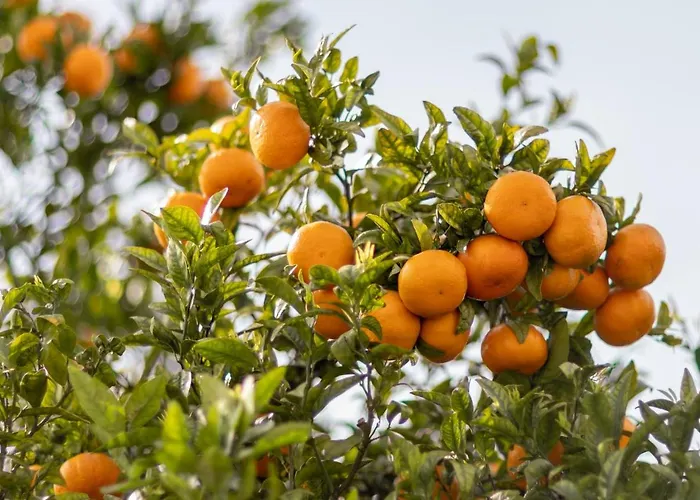 731 Costa Cabral Metro 아파트 *